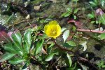 Kleine waterteunisbloem