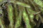 Kudzu