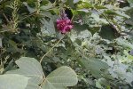 Kudzu