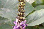 Kudzu