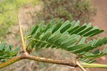 Mesquite