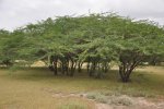 Mesquite