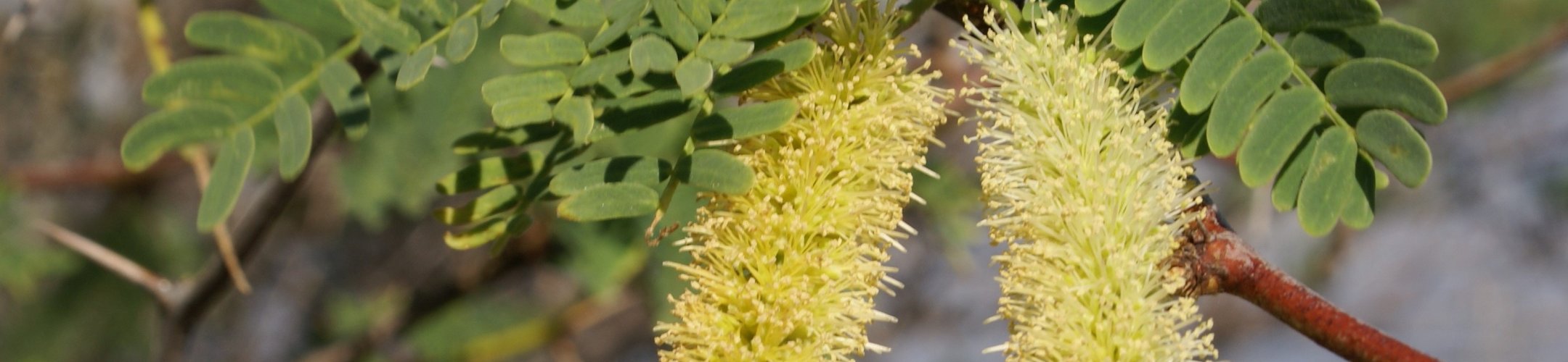 Mesquite