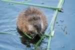 Muskusrat