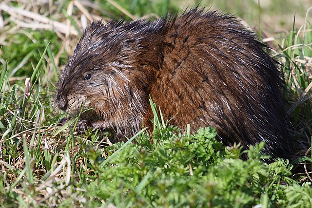 Muskusrat