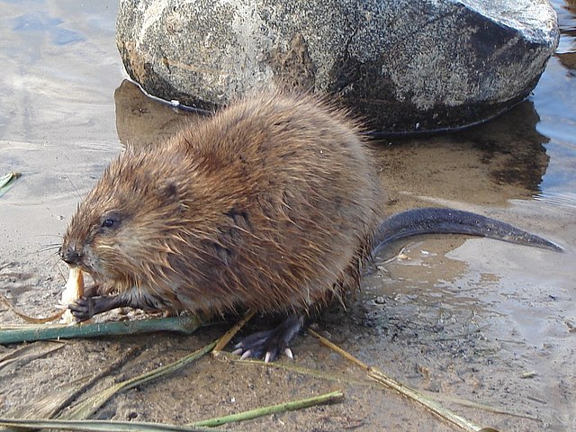 Muskusrat