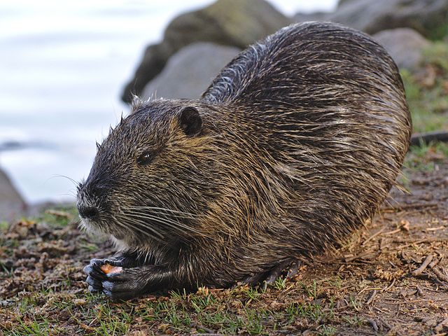 Muskusrat