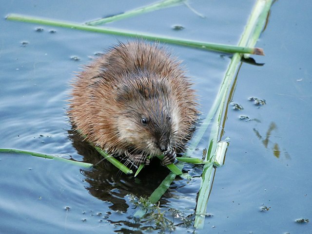 Muskusrat