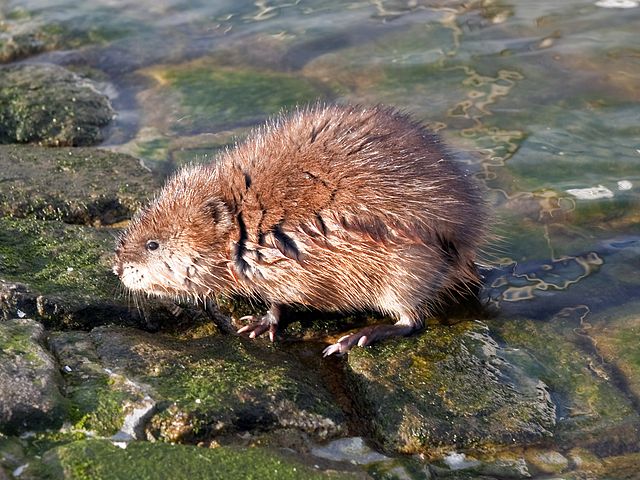 Muskusrat