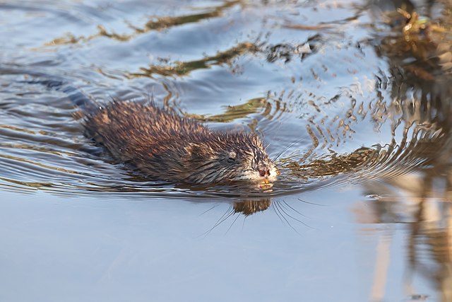 Muskusrat