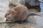 Muskusrat