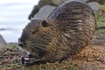 Muskusrat