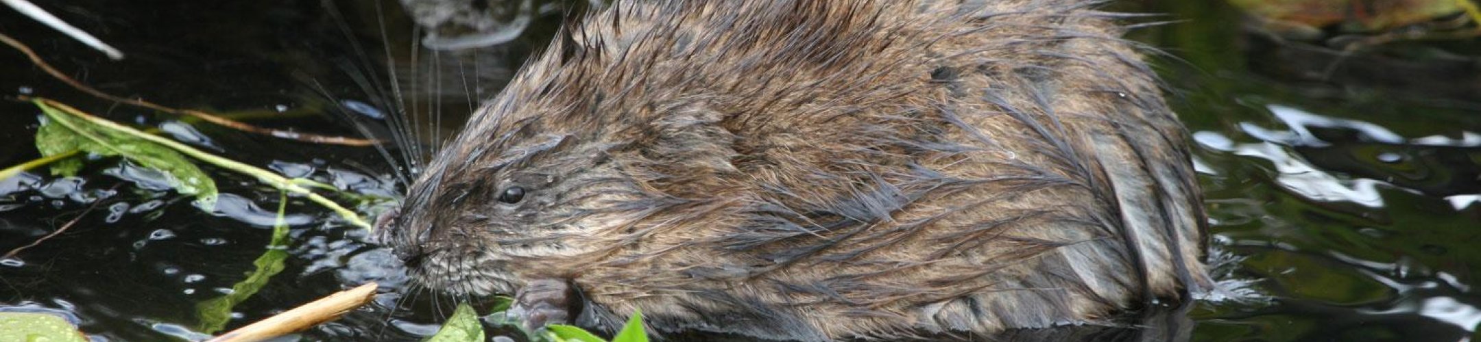 Muskusrat