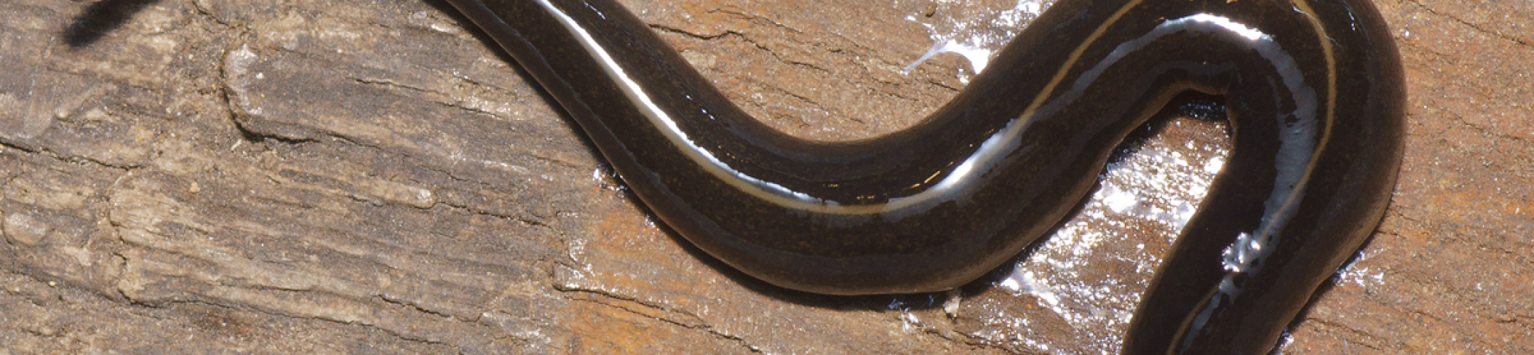 Nieuw-Guineese landplatworm