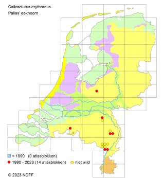 Pallas’ eekhoorn