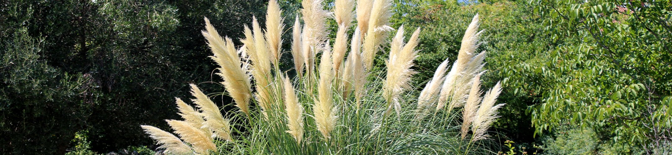 Pampagrassen