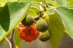 Papiermoerbei