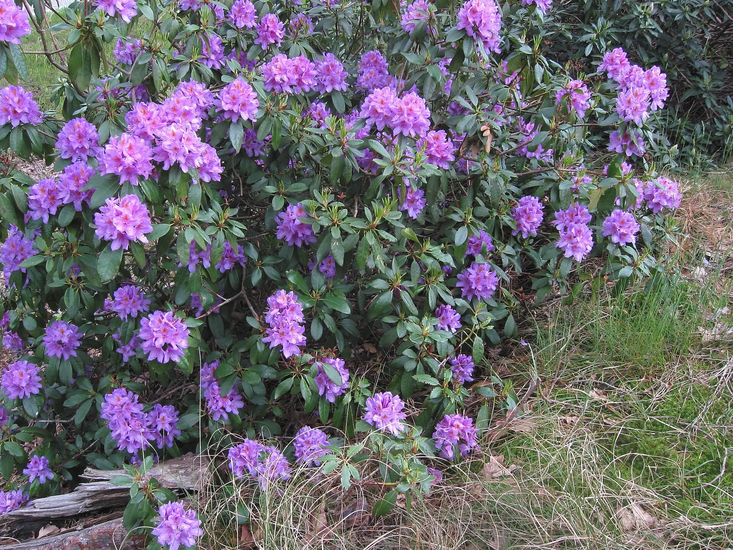 Pontische_rododendron_struik_(Rhododendron_ponticum).jpg