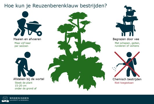 Reuzenberenklauw