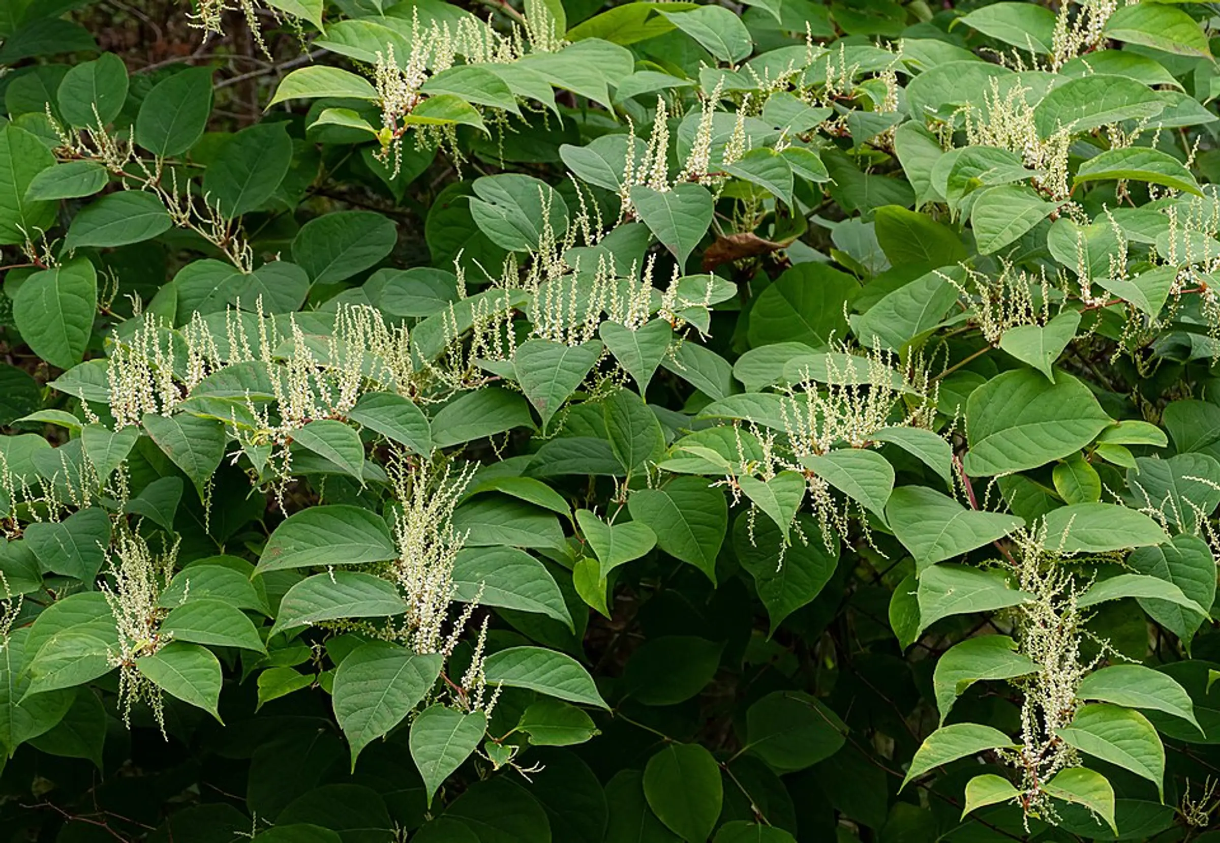 Reynoutria_japonica_in_Brastad_1.jpg