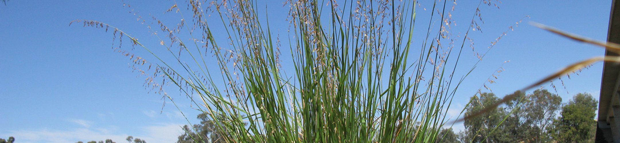 Roze rimpelgras