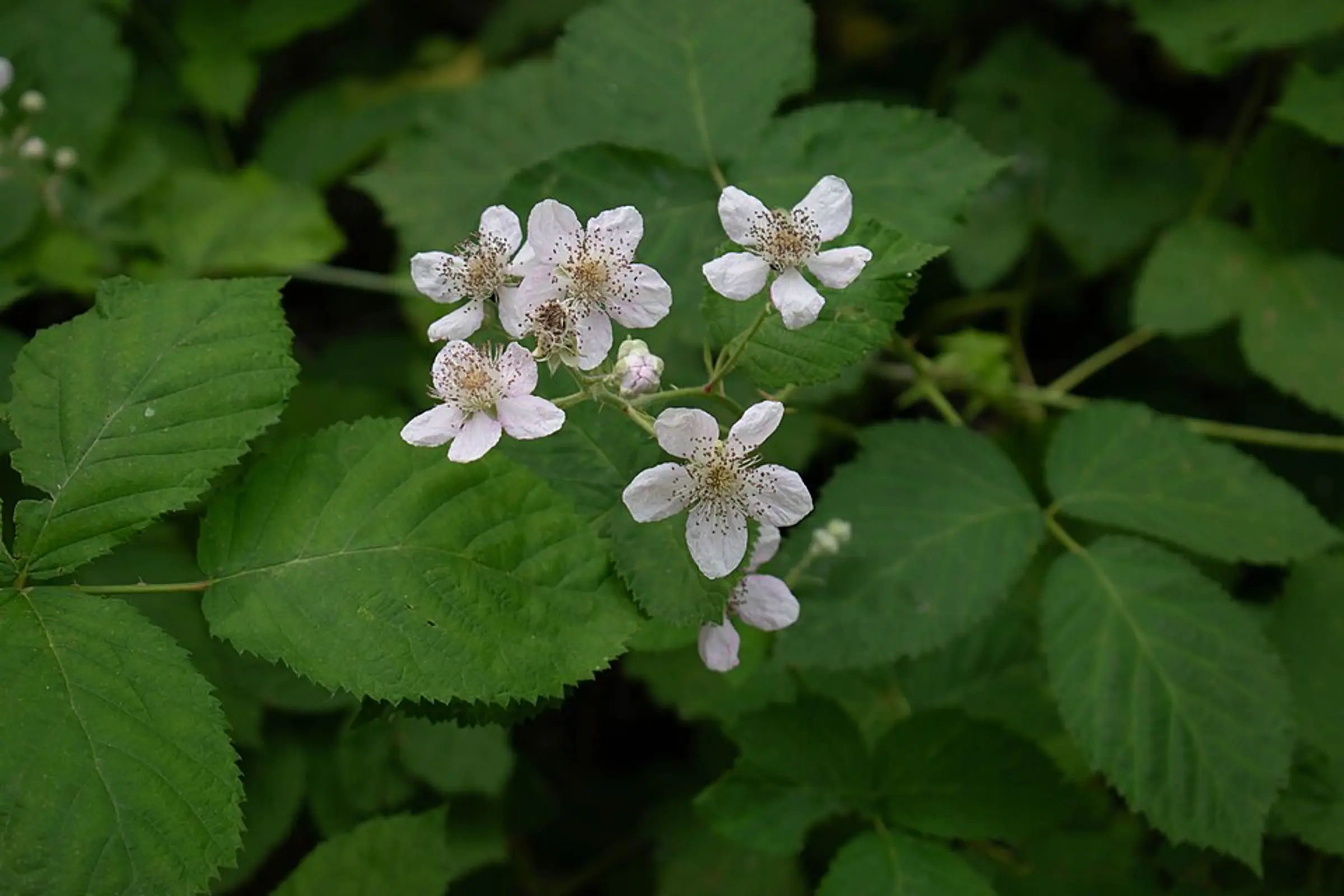 Rubus_armeniacus_at_Game_Farm_Park_in_Auburn,_Washington_-_3.jpg
