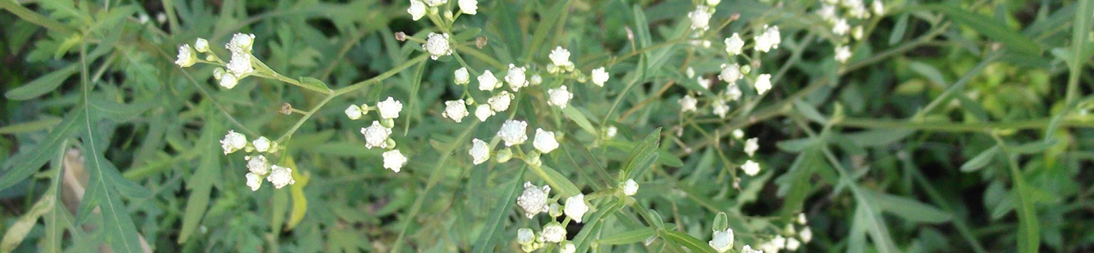 Schijnambrosia