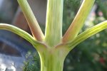 Smalle theeplant
