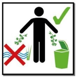 Smalle theeplant