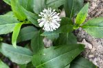 Smalle theeplant