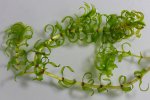 Smalle waterpest­
