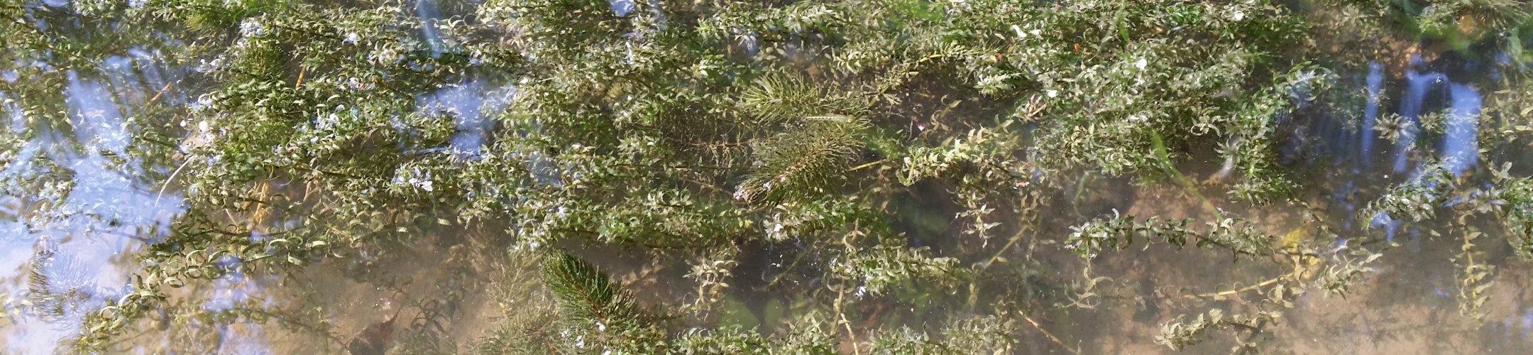 Smalle waterpest­