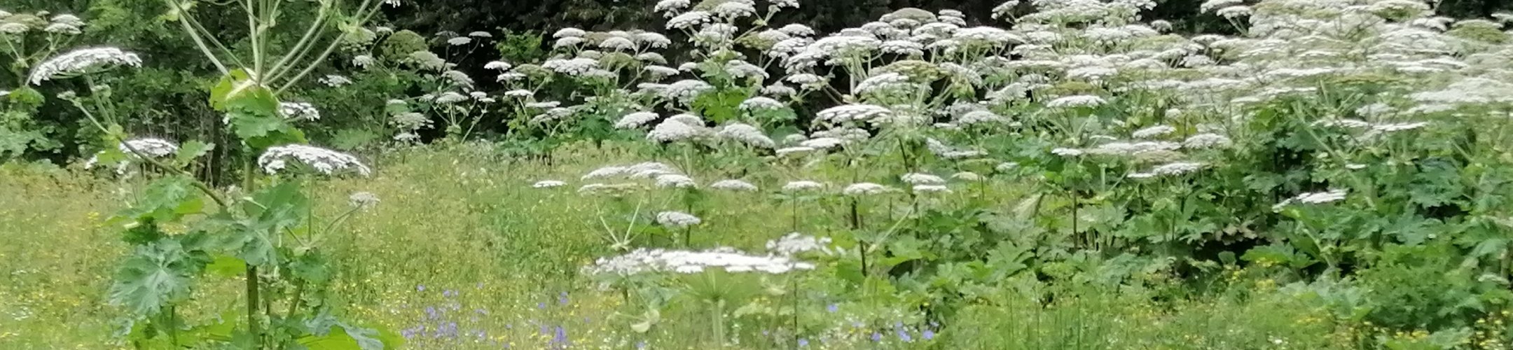 Sosnowsky berenklauw