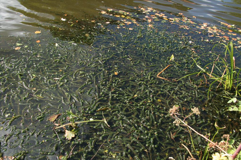 Verspreidbladige waterpest