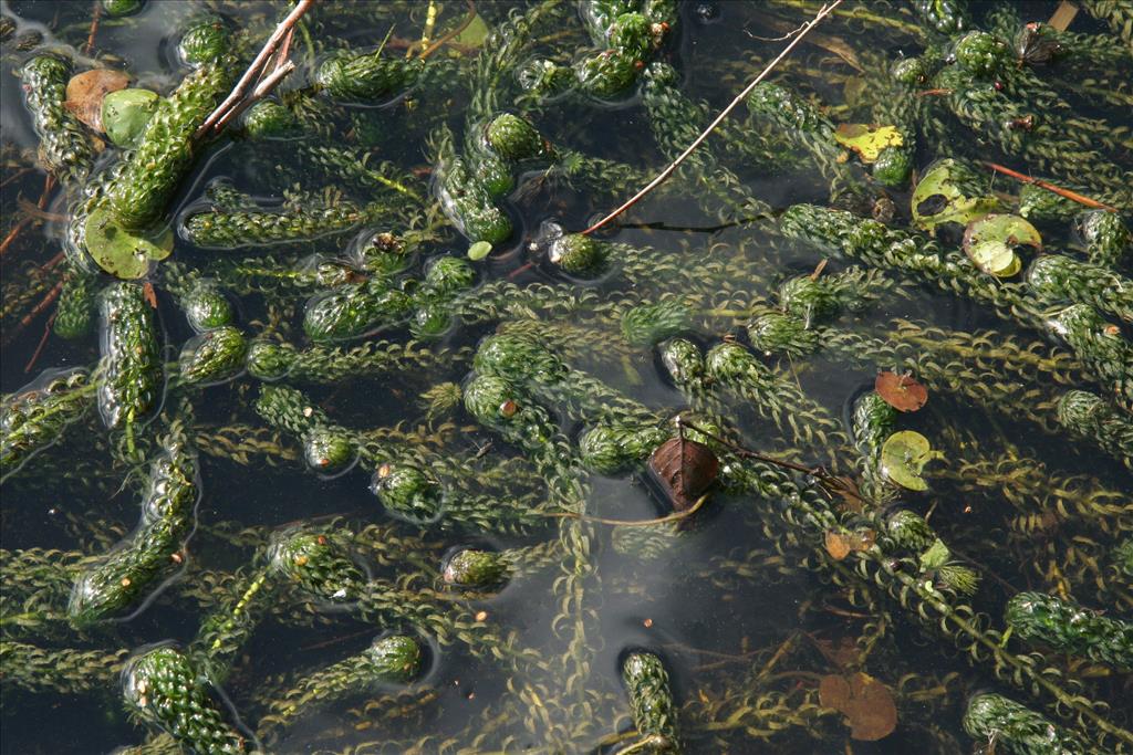 Verspreidbladige waterpest