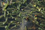 Verspreidbladige waterpest