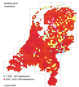 Vlinderstruik