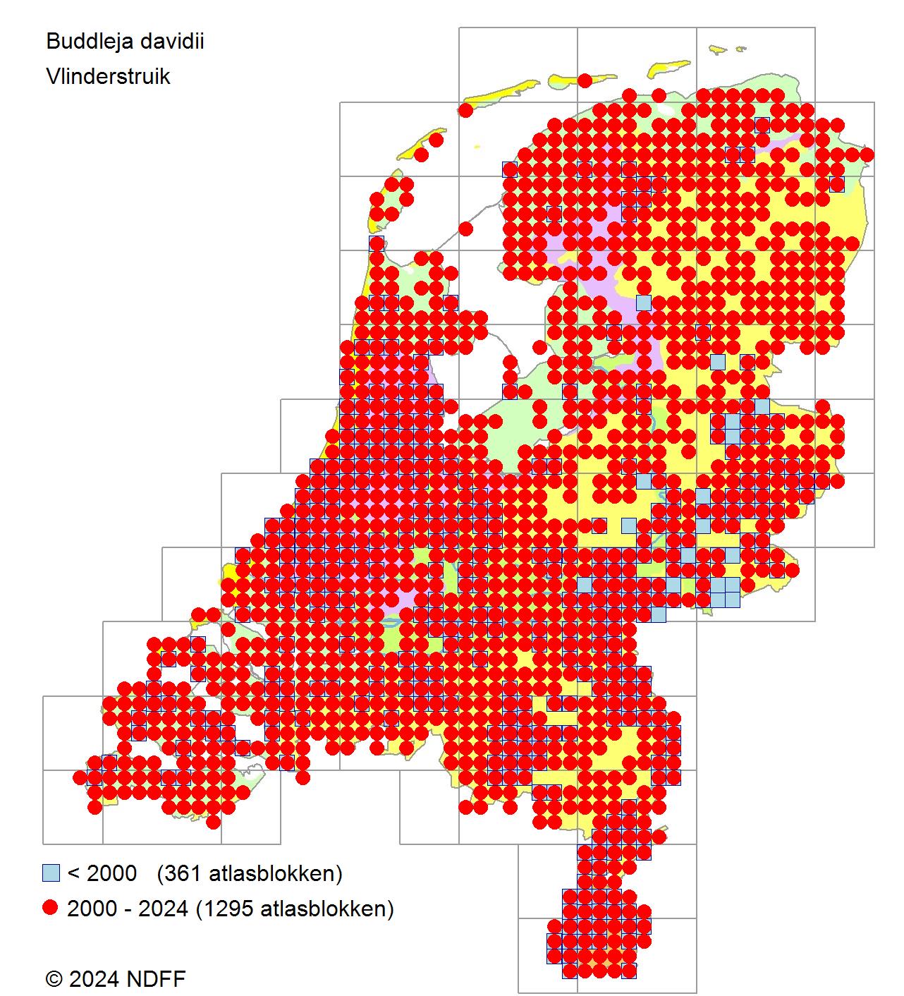 Vlinderstruik