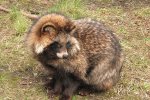 Wasbeerhond