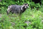 Wasbeerhond