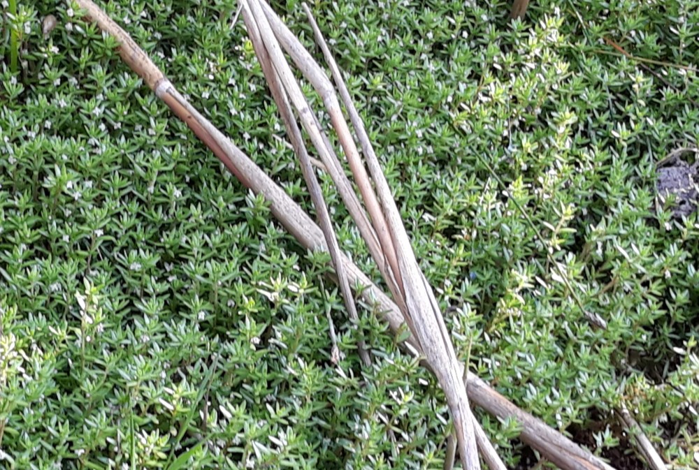 Watercrassula 2