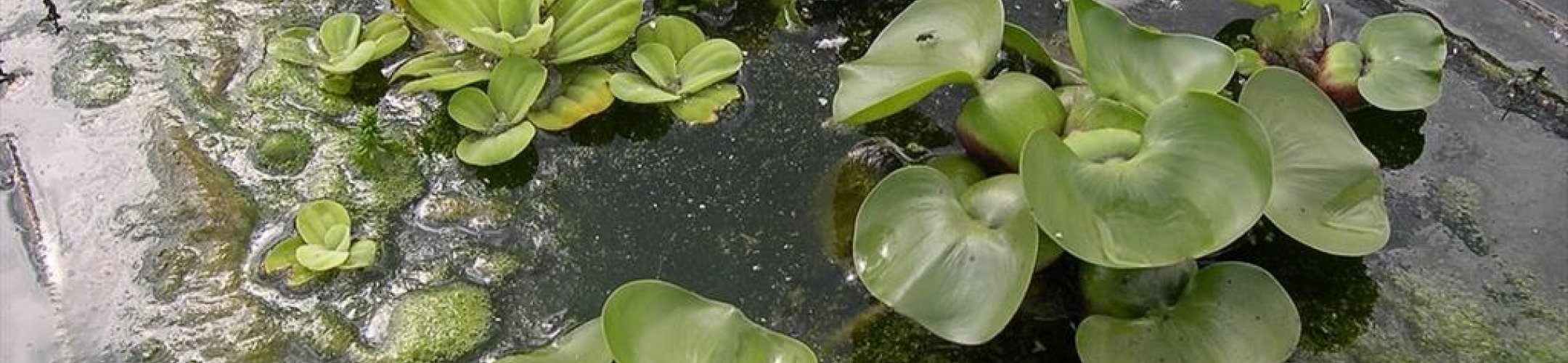 Waterhyacint