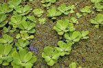 Watersla (of Mosselplant)