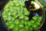 Watersla (of Mosselplant)