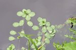 Waterteunisbloem