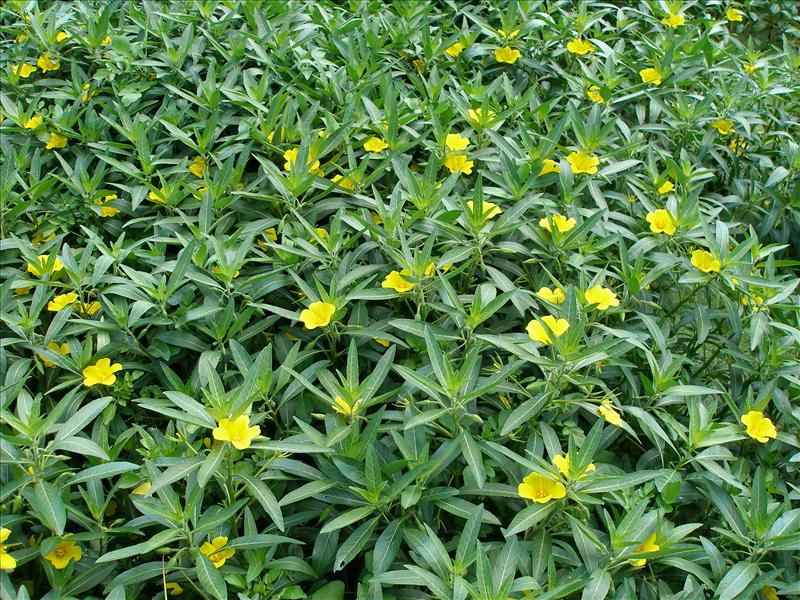 Waterteunisbloem