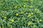 Waterteunisbloem