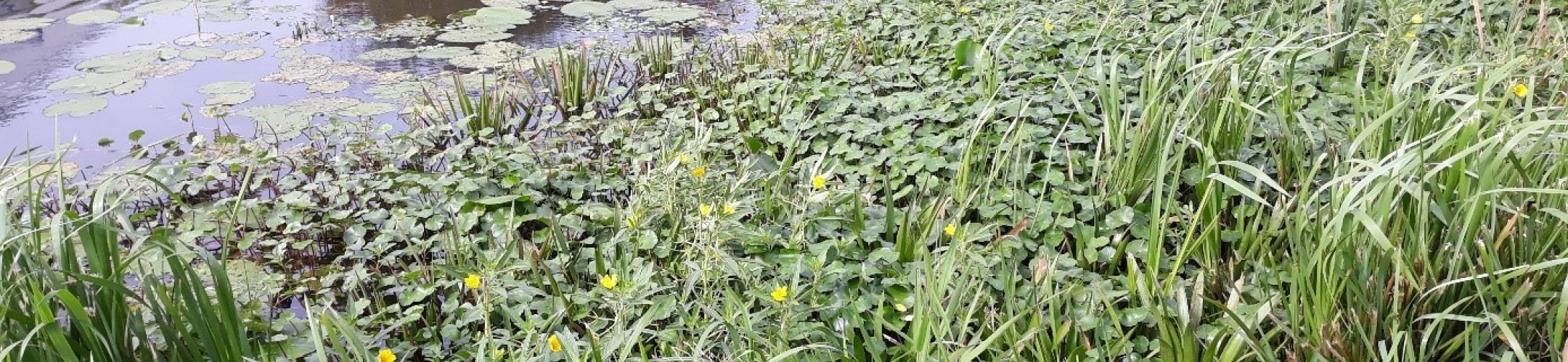 Waterteunisbloem