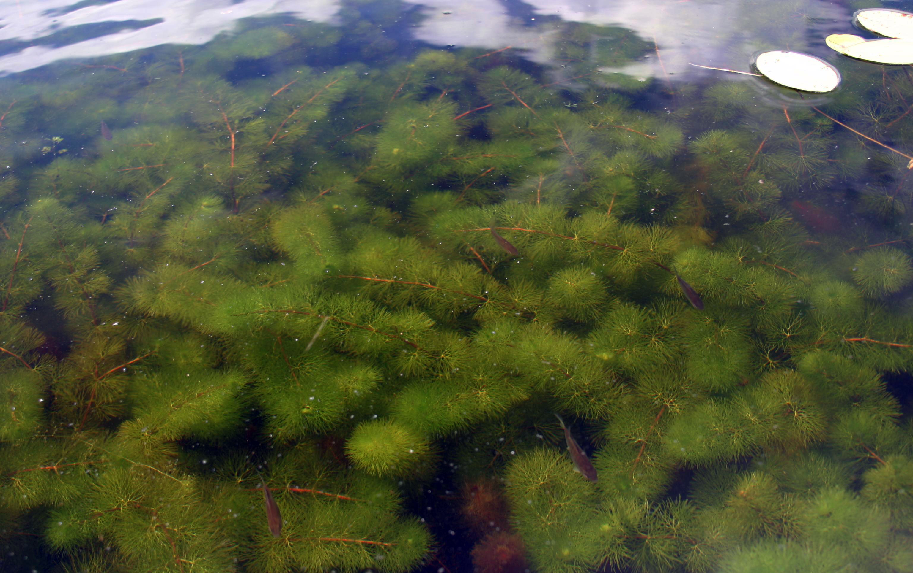 Waterwaaier (Cabomba)
