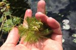 Waterwaaier (Cabomba)
